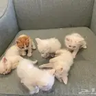 للتبني