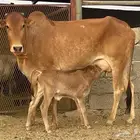 بقره بلدي تحتها حسيل بعمر اسبوع