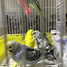 بادجي