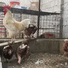 دجاج لوهمان للبيع