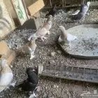 حمام تركي