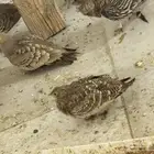 جوز قطا حجازي