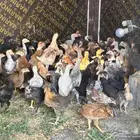 دجاج بلدي العمر شهر ونصف