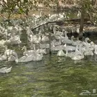 بيض بط مخصب بكيني