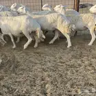 رخال مقاني