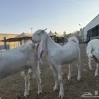 جفار برص للبيع