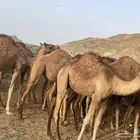 قعدان للبيع