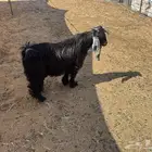 تيس طيب بري