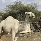 بكره للبيع