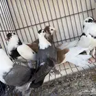 فروخ حمام للبيع