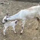 شاه بيشيه منتوجه