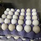 بيض بلدي