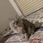 بسه شيرازيه للبيع