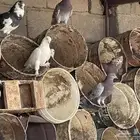 حمام بلدي سليم للبيع