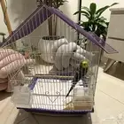 ذكر بادجي للبيع