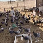 فروخ دجاج فيومي عمر شهر تقريبا