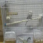 عصفور الباجي صغيره في العمر مع شمل الأغراض أليف