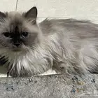 قطط للتبني