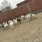 غنم مراح واحد للبيع