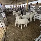 للبيع. خرفان هرافي طيبه