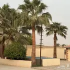 نخل واشنطني بالخرج للبيع المتر 350 ريال وارحبوا