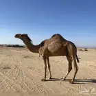 للبيع قعود أحمر فحل