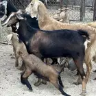 معزا ع وارض