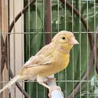 انثى كناري جاسب جاااهزة. تم البيع