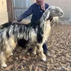 فحل نجدي مشروط