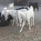 معزا هولنديات