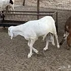 طليان سواكني دمازين
