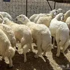 أضاحي للبيع يوجد مسلخ وجزارين بنفس الموقع