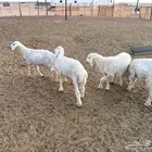 بهم حري خرفان