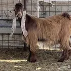 تيس اصفر معرف