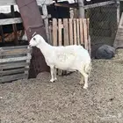 نعجه حريه
