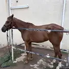 فرس شعبي لاقح