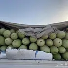 حبحب الجوف