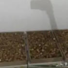 تمر فاخر