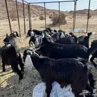 تيوس كايفه