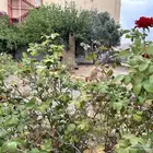 مطلوب فله او دور للبيع