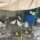 hens for sale