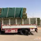 برسيم   صافي ناعم