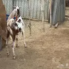 3 جفار وتيس هولنديات مطوره للبيع