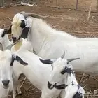 ماعزبيشي فاخر