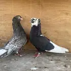 حمام قطيفي