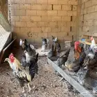 دجاج بلدي للبيع