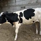 العمر  11 شهر