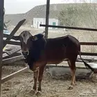 حسيل بلدي للبيع العمر 10شهور البيع على السوم