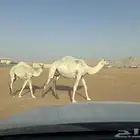 عشرا للبيع