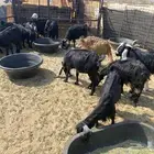 معزا وفحلهن العدد 12 عنز 8 منهن مضريع